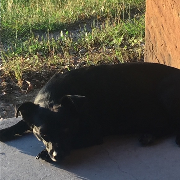 DOG FRIENDLY ENVIRONMENT😂 - Picture 3 of 16